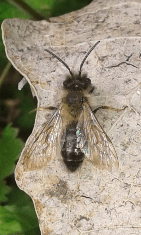 Apidae Andreninae : Andrena sp.?